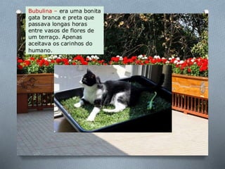 História de uma gaivota . . .