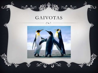 GAIVOTAS
 