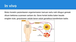 In vivo
Modu honekin pazientearen organismoaren barruan sartu nahi ditugun geneak
dituen bektorea zuzenean sartzen da. Gene horiek botika baten bezala
eragiten dute, gorputzaren zelulei beren eduki genetikoa transferitzen baitie.
 