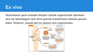 Ex vivo
Pazientearen gene arazoak dituzten zelulak organismotik ateratzen
dira eta laborategian nahi diren geneak transferitzen dizkiete geneen
bidez. Ondoren, zelulak berriro sartzen dira organismoan.
 