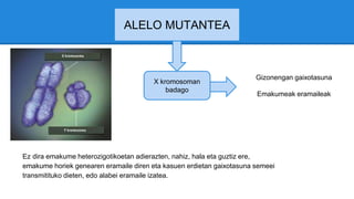 ALELO MUTANTEA
X kromosoman
badago
Gizonengan gaixotasuna
Emakumeak eramaileak
Ez dira emakume heterozigotikoetan adierazten, nahiz, hala eta guztiz ere,
emakume horiek genearen eramaile diren eta kasuen erdietan gaixotasuna semeei
transmitituko dieten, edo alabei eramaile izatea.
 