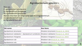 Agrobacterium in plant disease management.pptx