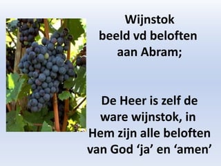 Wijnstok
beeld vd beloften
aan Abram;
De Heer is zelf de
ware wijnstok, in
Hem zijn alle beloften
van God ‘ja’ en ‘amen’
 