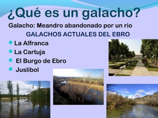 ¿Qué es un galacho?
Galacho: Meandro abandonado por un rio
      GALACHOS ACTUALES DEL EBRO
La Alfranca
La Cartuja
 El Burgo de Ebro
 Juslibol
 
