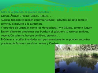 Vegetación, sotos y orillas
Entre la vegetación, se pueden encontrar :
Olmos, Álamos , Fresnos ,Pinos, Robles . . .
Aunque también se pueden encontrar algunos arbustos del soto como el
cornejo, el majuelo o la zarzamora
Y otro tipo de vegetales como los Hongos(setas) y el Musgo, como el Liquen
Existen diferentes ambientes que bordean el galacho y su reserva: cultivos,
vegetación palustre, bosque de ribera, graveras . . .
Próximas a la orilla, inundadas casi permanentemente, se pueden encontrar
praderas de Pastalum en el río , Aneas y Carrizos.
 