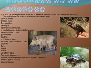 Animales en el
    galacho
Hay más de 200 especies de aves en la Reserva, se mezclan en los cambios de estación,
    poblaciones de especies típicamente invernantes, como :
patos cuchara
ánades frisos
Torce cuellos
Petirrojos
agachadizas comunes . . .
Y con la llegada de las más tempranas
aves estivales, como:
golondrinas
abubillas
chorlitejos chicos.
También hay mamíferos como:
El jabalí
Zorro
Jineta
Nutria
La rata de agua
Serpiente de agua . . .
Aunque también puedes encontrar algunos reptiles y
anfibios como: ranas o
salamanquesas
 