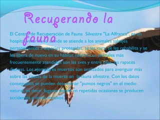 Recuperando la
       fauna
El Centro de Recuperación de Fauna Silvestre "La Alfranca", es un
hospital veterinario donde se atiende a los animales salvajes
pertenecientes a especies protegidas, se les cura, se les rehabilita y se
les libera de nuevo en su hábitat natural.Los animales más
frecuentemente atendidos son las aves y entre ellas, las rapaces
diurnas. Los ejemplares muertos son analizados para averiguar más
sobre las causas de la muerte en la fauna silvestre. Con los datos
conseguidos se pueden determinar "puntos negros" en el medio
natural, es decir, lugares donde en repetidas ocasiones se producen
accidentes u otros motivos.
 