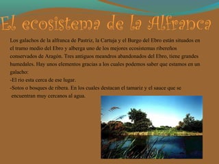 El ecosistema de la Alfranca
 Los galachos de la alfranca de Pastriz, la Cartuja y el Burgo del Ebro están situados en
 el tramo medio del Ebro y alberga uno de los mejores ecosistemas ribereños
 conservados de Aragón. Tres antiguos meandros abandonados del Ebro, tiene grandes
 humedales. Hay unos elementos gracias a los cuales podemos saber que estamos en un
 galacho:
 -El rio esta cerca de ese lugar.
 -Sotos o bosques de ribera. En los cuales destacan el tamariz y el sauce que se
  encuentran muy cercanos al agua.
 