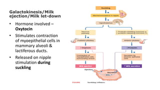 Galactokinesis/Milk
ejection/Milk let-down
• Hormone involved –
Oxytocin
• Stimulates contraction
of myoepithelial cells in
mammary alveoli &
lactiferous ducts.
• Released on nipple
stimulation during
suckling
 