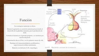 Función
Los estrógenos aminoran su efecto.
Durante la gestación, su secreción aumenta promoviendo el
desarrollo de las glándulas mamarias para la producción de
leche.
Estimula la lactancia en el periodo posparto y se mantiene por
succión del pezón.
Concentración alta en el feto y en los primeros meses de vida.
Participa en la inmunomodulación, proliferación y
supervivencia de células inmunitarias.
Relación con linfocitos T, B y macrófagos.
 