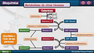 Fernando Franco FrancoMenú
< >
Galactocinasa
ATP
ADP
Galactosa 1-P UDP- Glucosa
Glucosa 1-P UDP- GalactosaGlucosa 6-P
Galactosa 1-P Uridiltransferasa
Galactosa 1-P UDP- Glucosa
Glucosa 1-P UDP- Galactosa
UDP galactosa epimerasa
Galactosa 1-P Uridiltransferasa
Glucosa 6-P
fosfoglucomutasa
 