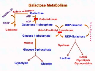 Galactose 1-phosphate
Glucose 1-phosphate
Glycolysis Glucose
Galactitol
UDP-Glucose
UDP-Galactose
Lactose GAGS
Glycolipids
Glycoproteins
NADP
ADP
Galactose
ATP
Galactokinase
Gala-1-Pho-Uridyl transferase
E
p
i
m
e
r
a
s
e
Mutase
Synthase
Glucose 6-phosphate
Galactose Metabolism
 