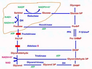 Fructose
Sorbitol
Fru-1-P
Glycerol
Glucose
Fru-6-P
DHAP
NADP NADPH+H+
Reductase
NAD+
NADH+H+
DH
Glucose 6-P
DHAP
Glyceraldehyde 3-P
PFK F-1,6bis-P
Fru 1,6-BisP
Hexokinase
ATP
Fructokinase
ATP
Aldolase B
Triokinase ATP
Glycerol kinase
Glycerol 3-P
ATP
DH
Glycogen
Glyceraldehyde
NADH+H+
NAD
 