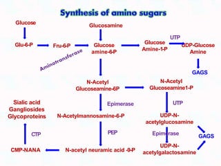 Glucose
Glu-6-P Fru-6-P Glucose
amine-6-P
Glucose
Amine-1-P
UDP-Glucose
Amine
N-Acetyl
Glucoseamine-6P
N-Acetyl
Glucoseamine1-P
GAGS
N-Acetylmannosamine-6-P
N-acetyl neuramic acid -9-P
UDP-N-
acetylglucosamine
UDP-N-
acetylgalactosamine
CMP-NANA
Sialic acid
Gangliosides
Glycoproteins
GAGS
Glucosamine
PEP
Epimerase
Epimerase
UTP
CTP
UTP
 
