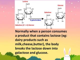 Normally when a person consumes 
a product that contains lactose (eg: 
dairy products such as 
milk,cheese,butter), the body 
breaks the lactose down into 
galactose and glucose. 
 