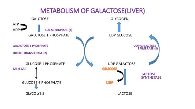 Tiene más preguntas sobre metabolismo vitamina b12?