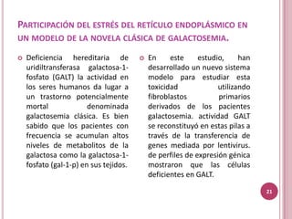 PARTICIPACIÓN DEL ESTRÉS DEL RETÍCULO ENDOPLÁSMICO EN
UN MODELO DE LA NOVELA CLÁSICA DE GALACTOSEMIA.

   Deficiencia hereditaria de             En     este     estudio,     han
    uridiltransferasa galactosa-1-          desarrollado un nuevo sistema
    fosfato (GALT) la actividad en          modelo para estudiar esta
    los seres humanos da lugar a            toxicidad             utilizando
    un trastorno potencialmente             fibroblastos          primarios
    mortal              denominada          derivados de los pacientes
    galactosemia clásica. Es bien           galactosemia. actividad GALT
    sabido que los pacientes con            se reconstituyó en estas pilas a
    frecuencia se acumulan altos            través de la transferencia de
    niveles de metabolitos de la            genes mediada por lentivirus.
    galactosa como la galactosa-1-          de perfiles de expresión génica
    fosfato (gal-1-p) en sus tejidos.       mostraron que las células
                                            deficientes en GALT.

                                                                               21
 