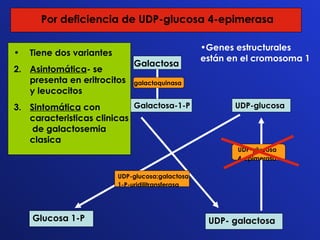 Galactosa galactoquinasa Galactosa-1-P UDP-glucosa UDP-glucosa:galactosa 1-P-uridilitransferasa Glucosa 1-P UDP- galactosa UDP-glucosa  4-epimerasa Por deficiencia de UDP-glucosa 4-epimerasa Genes estructurales están en el cromosoma 1 Tiene dos variantes  Asintomática - se presenta en eritrocitos y leucocitos Sintomática  con caracteristicas clinicas  de galactosemia clasica 