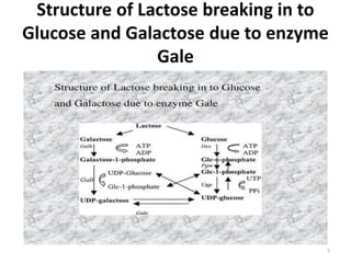 Structure of Lactose breaking in to
Glucose and Galactose due to enzyme
Gale
7
 