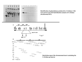 Identification of galactokinase produced by S. lividans. Cells
were grown in SLAB. Hybridization analysis of S. lividans
chromosomal DNA
Restriction map of the chromosomal insert containing the
S. lividans gal operon
 
