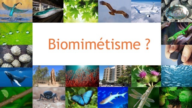Gala Icam 2017 _ conférence sur le biomimetisme