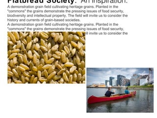 Flatbread Society. An inspiration.
A demonstration grain field cultivating heritage grains. Planted in the
"commons" the grains demonstrate the pressing issues of food security,
biodiversity and intellectual property. The field will invite us to consider the
history and currents of grain-based societies.
A demonstration grain field cultivating heritage grains. Planted in the
"commons" the grains demonstrate the pressing issues of food security,
biodiversity and intellectual property. The field will invite us to consider the
history and currents of grain-based societies.
 