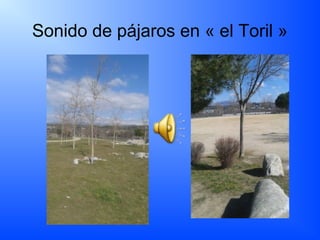 Sonido de pájaros en « el Toril »
 