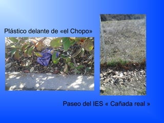 Plástico delante de «el Chopo»
Paseo del IES « Cañada real »
 