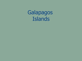 Galapagos  Islands 