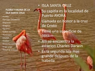 • ISLA SANTA CRUZ
   FLORA Y FAUNA DE LA
   ISLA SANTA CRUZ
                         • Su capitla es la localidad de
•FLORA.                    Puerto AYORA
•Tortugas GIGANTES
•Piqueros                • Llamada en honor a la cruz
•Fragatas                  de Cristo
•Iguanas
•Lobos marinos           • Tiene una superficie de
•flamingos
•FAUNA
                           986km
•Cactus
•Guayaba endémica
                         • Alli se encuentra la
•Pega-pega                 estacion Charles Darwin
•Árbol de scalesia
                         • Es la segunda Isla mas
                           grande despues de la
                           Isabella
 