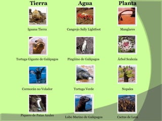 Tierra Agua Planta
Iguana Tierra Cangrejo Sally Lightfoot Manglares
Tortuga Gigante de Galápagos Pingüino de Galápagos Árbol Scalezia
Cormorán no Volador Tortuga Verde Nopales
Piquero de Patas Azules
Lobo Marino de Galápagos Cactus de Lava
 