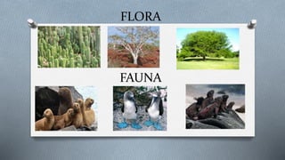 FLORA
FAUNA
 