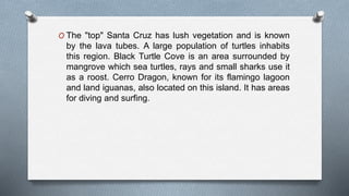O The "top" Santa Cruz has lush vegetation and is known
by the lava tubes. A large population of turtles inhabits
this region. Black Turtle Cove is an area surrounded by
mangrove which sea turtles, rays and small sharks use it
as a roost. Cerro Dragon, known for its flamingo lagoon
and land iguanas, also located on this island. It has areas
for diving and surfing.
 