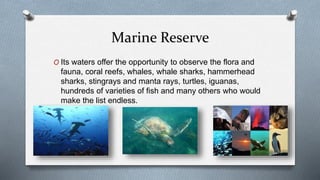 Marine Reserve
O Its waters offer the opportunity to observe the flora and
fauna, coral reefs, whales, whale sharks, hammerhead
sharks, stingrays and manta rays, turtles, iguanas,
hundreds of varieties of fish and many others who would
make the list endless.
 