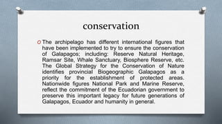 conservation
O The archipelago has different international figures that
have been implemented to try to ensure the conservation
of Galapagos; including: Reserve Natural Heritage,
Ramsar Site, Whale Sanctuary, Biosphere Reserve, etc.
The Global Strategy for the Conservation of Nature
identifies provinciaI Biogeographic Galapagos as a
priority for the establishment of protected areas.
Nationwide figures National Park and Marine Reserve,
reflect the commitment of the Ecuadorian government to
preserve this important legacy for future generations of
Galapagos, Ecuador and humanity in general.
 