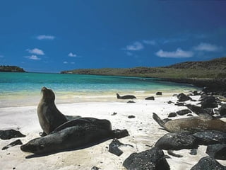 Galápagos