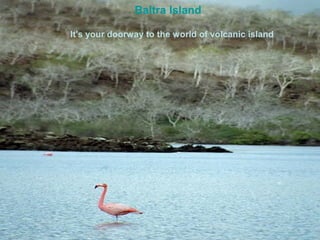Baltra Island

It's your doorway to the world of volcanic island
 