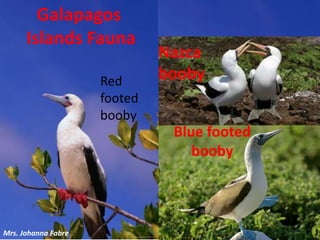 Galapagos
Islands Fauna
Blue footed
booby
Mrs. Johanna Fabre
Nazca
boobyRed
footed
booby
 