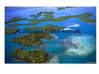 Galapagos Island Animals
By: Sarah Hubbard
 
