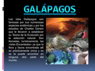 Las islas Galápagos son
famosas por sus numerosas
especies endémicas y por los
estudios de Charles Darwin
que le llevaron a establecer
su Teoría de la Evolución por
la selección natural. Son
llamadas, turísticamente, las
«islas Encantadas» ya que la
flora y fauna encontrada allí
es prácticamente única y no
se la puede encontrar en
ninguna otra parte del
mundo.


                                1
 