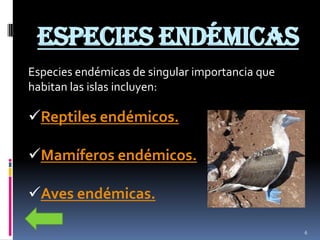 ESPECIES ENDÉMICAS
Especies endémicas de singular importancia que
habitan las islas incluyen:

Reptiles endémicos.

Mamíferos endémicos.

Aves endémicas.

                                                 6
 