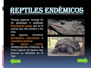 REPTILES ENDÉMICOS
Tortuga gigante, tortuga de
las galápagos o galápago
(Geochelone nigra), que es el
animal que dio nombre a las
islas
Las    iguanas      terrestres
(Conolophus subcristatus y
Conolophus palidus)
La       iguana        marina
(Amblyrhynchus cristatus), la
única especie de iguana que
procura su alimento en el
mar.


                                 7
 