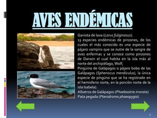 AVES ENDÉMICAS
      Gaviota de lava (Larus fuliginosus).
      13 especies endémicas de pinzones, de los
      cuales el más conocido es una especie de
      pájaro vampiro que se nutre de la sangre de
      aves enfermas y se conoce como pinzones
      de Darwin el cual habita en la isla más al
      norte del archipiélago, Wolf;
      Pingüino de Galápagos o pájaro bobo de las
      Galápagos (Spheniscus mendiculus), la única
      especie de píngüno que se ha registrado en
      el hemisferio norte, en la porción norte de la
      isla Isabela).
      Albatros de Galápagos (Phoebastria irrorata)
      Pata pegada (Pterodroma phaeopygia)



                                                   9
 