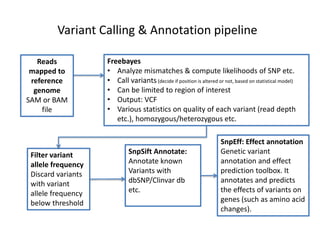 Variant Calling & Annotation pipeline
Reads
mapped to
reference
genome
SAM or BAM
file
Freebayes
• Analyze mismatches & compute likelihoods of SNP etc.
• Call variants(decide if position is altered or not, based on statistical model)
• Can be limited to region of interest
• Output: VCF
• Various statistics on quality of each variant (read depth
etc.), homozygous/heterozygous etc.
Filter variant
allele frequency
Discard variants
with variant
allele frequency
below threshold
SnpSift Annotate:
Annotate known
Variants with
dbSNP/Clinvar db
etc.
SnpEff: Effect annotation
Genetic variant
annotation and effect
prediction toolbox. It
annotates and predicts
the effects of variants on
genes (such as amino acid
changes).
 