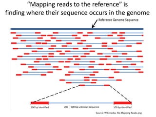 “Mapping reads to the reference” is
finding where their sequence occurs in the genome
Source: Wikimedia, file:Mapping Reads.png
100 bp identified 100 bp identified200 – 500 bp unknown sequence
 