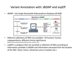 Variant Annotation with: dbSNP and snpEff
• dbSNP = the Single Nucleotide Polymorphism Database @ NCBI
• Different collections of SNPs are available: ‘all humans’, human
subpopulations, different clinical significance
(www.ncbi.nlm.nih.gov/variation/docs/human_variation_vcf).
• snpEff is a program that can annotate a collection of SNVs according to
information available in dbSNP and information extracted from the location
of the SNV (Exon, Intron, silent/non-sense mutation etc.)
 