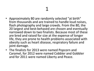 1
• Approximately 80 are randomly selected "at birth"
from thousands and are trained to handle loud noises,
flash photography and large crowds. From the 80, the
20 largest and best-behaved are chosen and eventually
narrowed down to two finalists. Because most of these
are bred and raised for size at the expense of longer
life, they are prone to health problems associated with
obesity such as heart disease, respiratory failure and
joint damage.
• The finalists for 2013 were named Popcorn and
Caramel, for 2012 were named Cobbler and Gobbler
and for 2011 were named Liberty and Peace.
 
