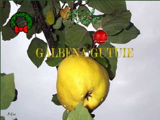Galbena Gutuie | PPS