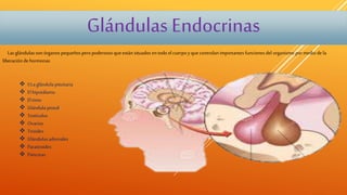 Glándulas Endocrinas
Las glándulas son órganos pequeños pero poderosos queestán situados entodo el cuerpoy que controlan importantes funcionesdel organismo por medio dela
liberación de hormonas
 La glándula pituitaria
 El hipotálamo
 El timo
 Glándula pineal
 Testículos
 Ovarios
 Tiroides
 Glándulas adrenales
 Paratiroides
 Páncreas
 