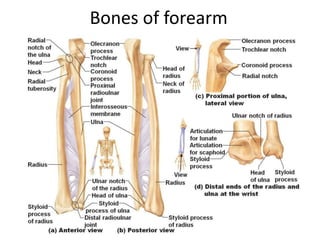 Bones of forearm
 